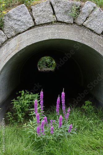 Lythrum Salicaria,  Purple-Loosestrife, Culvert tunnel
