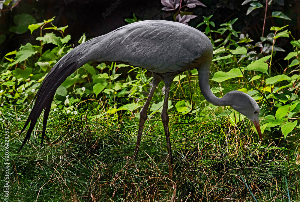 Fototapeta premium Stanley crane also known as blue crane. Latin name - Anthropoides paradisea