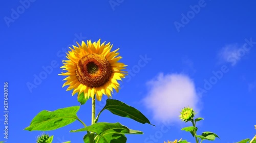 夏の青空に満開のひまわりの花