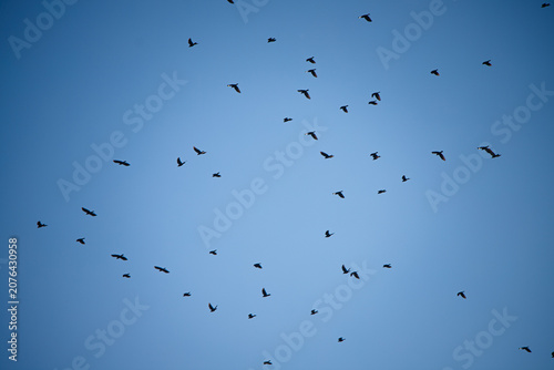 Photos Vol de nombreux oiseaux dans un ciel bleu dégagé