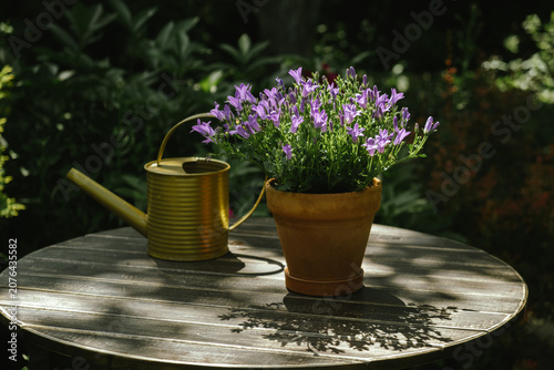 Gardening, plants care, backyard garden maintenance. Potted purple bellflowers and watering can on wooden table in summer garden. 