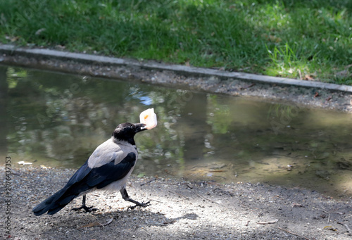 Fotografija A dolman crow (Corvus cornix) is seen, which has a characteristic ash-grey body and black wings/head