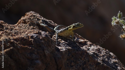 фотографія A beautiful rock agama hunting on a rock in the Namib desert in Namibia