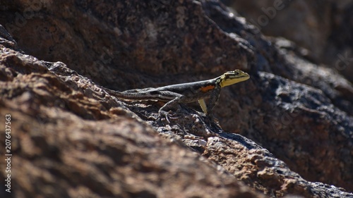 Obraz na plátně A beautiful rock agama hunting on a rock in the Namib desert in Namibia