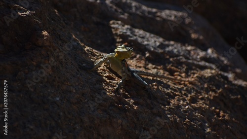 Tableau sur toile Beautiful rock agama hunting on a rock in the Namib desert in Namibia