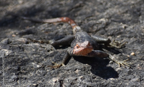 Schilderij op canvas Close up of a rock agama resting on a rock and looking at the camera in the Nami