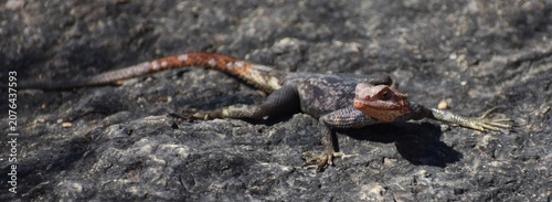 Bilde på lerret Close up of a beautiful rock agama in the Namib desert of Namibia