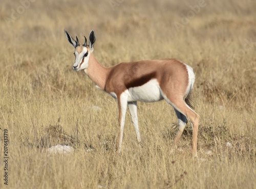 Canvas Print Small young springbok standing in the grasslands of the Etosha National Park in