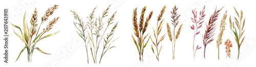 A collection of minimal yet artistic elements for creative designs isolated on a white background. hand-drawn paint, A beautiful painting of wild rice, EPS