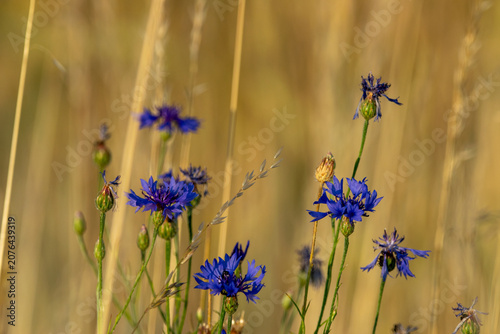 Blaue Kornblumen im goldenen Morgenlicht eines sommerlichen Getreidefeldes.