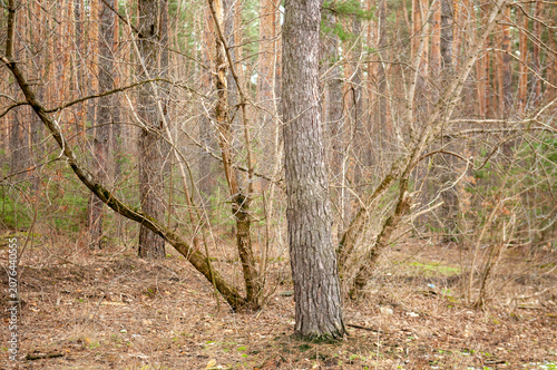 Dense Forest with Pine Tree and Bare Branches