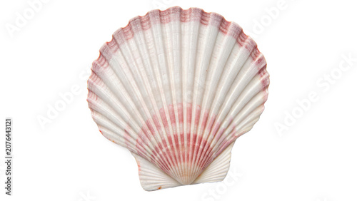 Tableau sur toile Natural sea shell scallop ocean marine life element isolated on a transparent ba