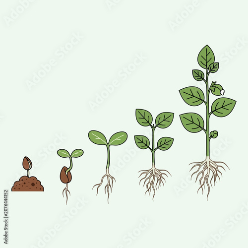 Foto Plant Growth Stages: Seed to Mature Plant with Roots