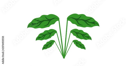 Animation of a green plant with long, broad leaves.