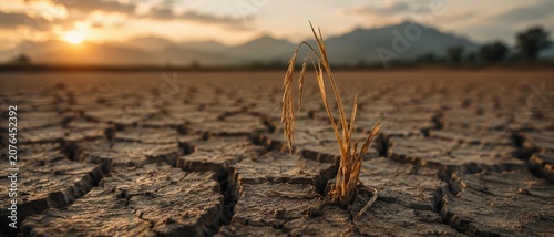 Dry Cracked Ground with Withered Plant during El Nino Sunset Landscape