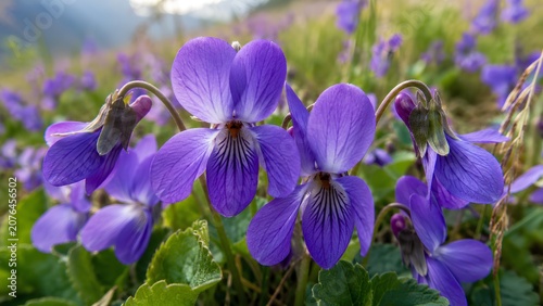 Macro Close Up of Purple Violet Flowers, Wild Blooming Viola Odorata Sweet Violets in Spring Meadow Field Background