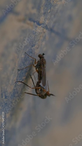 Mosquitoes mating on rough surface macro slow motion