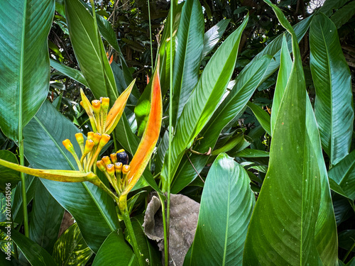Фотография Exotic Heliconia flower with yellow orange bracts and dark seeds surrounded by l