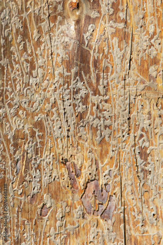 Fototapeta premium Texture background showing detailed patterns on wood