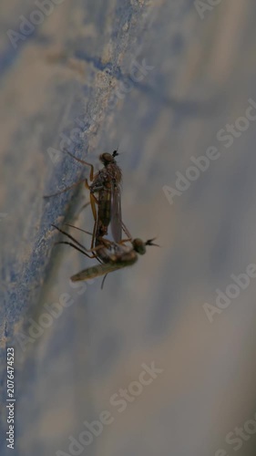 Mosquitoes mating on rough surface macro slow motion