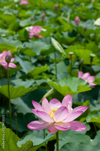 Fotografie 蓮池2