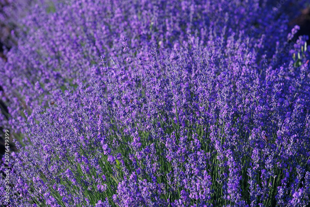 Fototapeta premium Vibrant purple lavender bush blooming in a sunny summer field background.