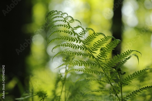 Fern in the forest on a sunny spring morning
