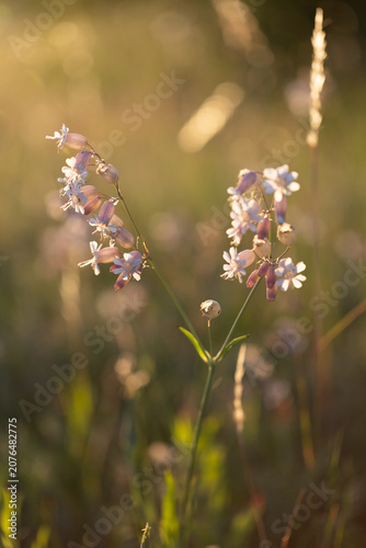 Vertical close-up of blooming wild white flowers on a summer meadow illuminated by warm sunlight at sunset with bokeh background.