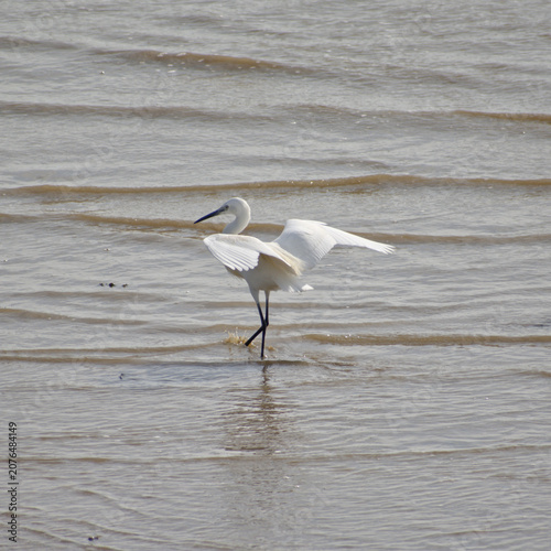 Ouh c'est froid, dit l'aigrette