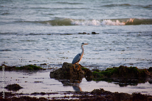 L'aigrette assiste au coucher de soleil