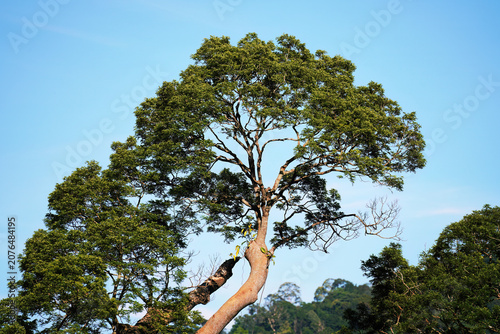 Majestic leaning emergent tree towering over a tropical rainforest under a clear blue sky
