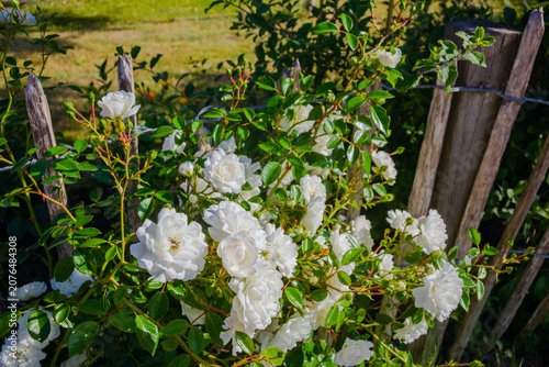 Countryside Fragments