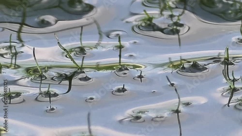 Abstract Silver Water Surface with Distinctive Surface Tension Dimples and Aquatic Plants.4k

