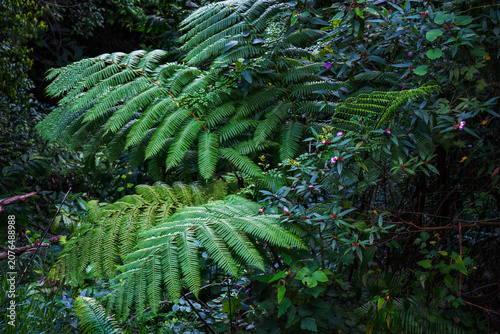 Lush green giant tree fern fronds and wild melastoma flowers in a tropical rainforest understory