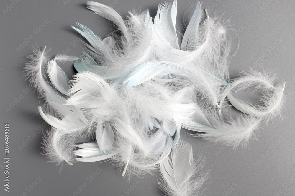 Fototapeta premium There is a lot of light white fluff on the grey background.