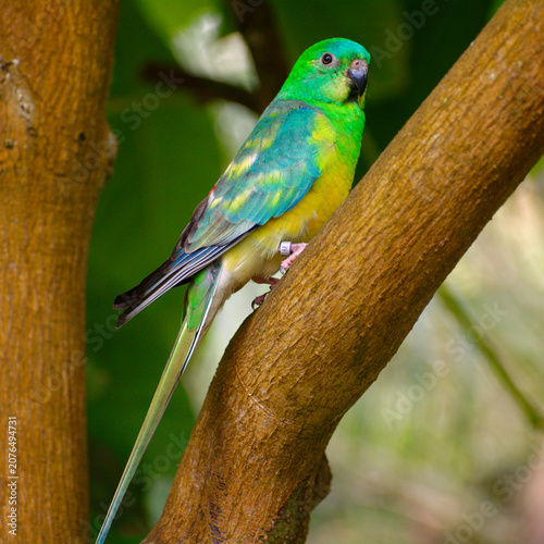 Perroquet turquoise tient la pause