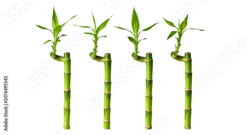 Bild auf Leinwand Four green bamboo stalks growing in a row isolated on transparent background png