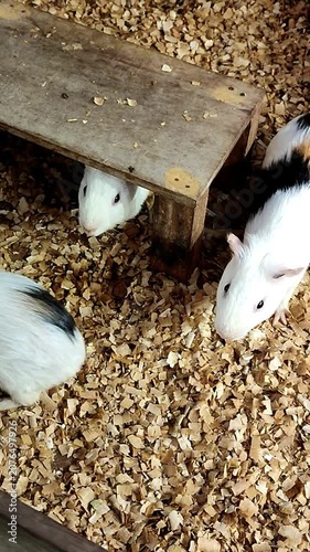 Cute hamsters in the play pen