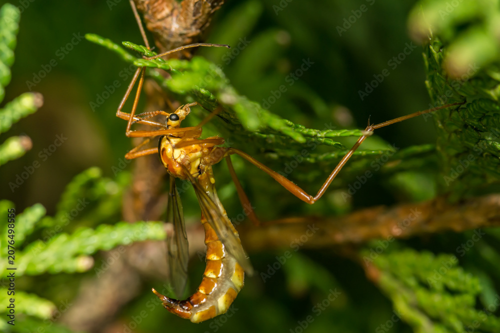 Fototapeta premium Tiger Crane Fly - Nephrotoma spp.