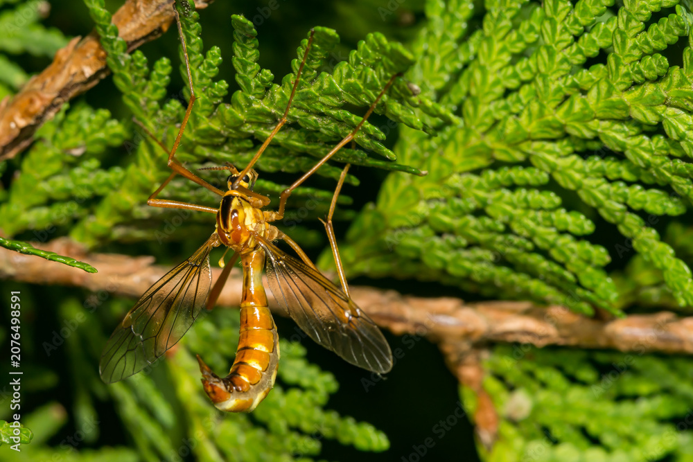 Fototapeta premium Tiger Crane Fly - Nephrotoma spp.