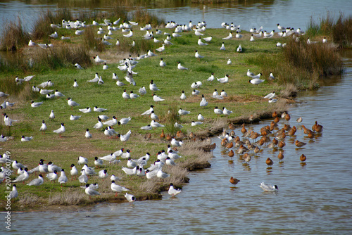 Mouettes rieuses à Noirmoutier