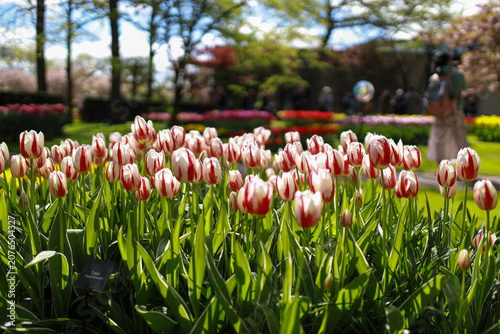 Bild auf Leinwand Photo taken in April 2026 in Keukenhof Park, Netherlands, showing Happy Generation Triumph tulips with white and red striped petals in bloom
