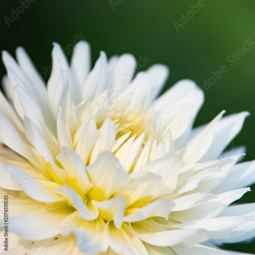 Foto Chrysanthème