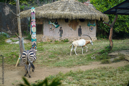 Obraz na plátně zebra and addax antelope in safari enclosure with thatched hut