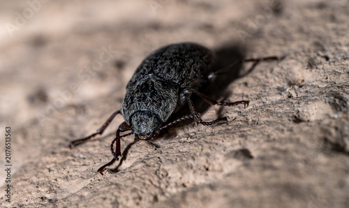 Fotografie Hairy Darkling Beetle with Dense White Setae Crawling on Painted Concrete Pillar