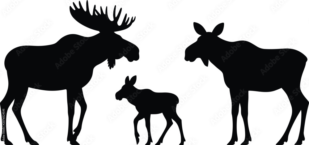 Fototapeta premium Silhouette of a bull moose with large antlers a cow moose and a calf moose on white Keywords: moose, bull moose, cow moose, calf moose, animal, wildlife, silhouette