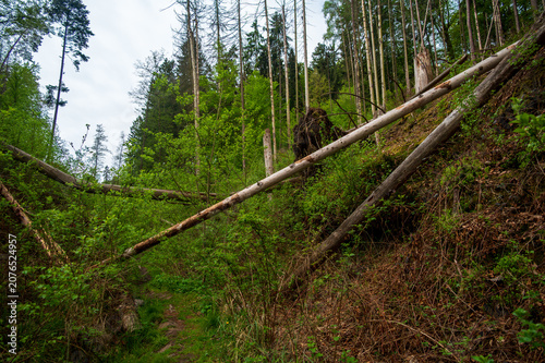 Fallen trees blocking a forest hiking trail after a powerful windstorm in the beautiful Bohemian Paradise, Czech Republic, showcasing storm damage in a scenic woodland.