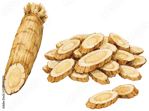 Print Astragalus Root Botanical Watercolor Illustration – Traditional East Asian Herbal Art for Wellness & Packaging Design