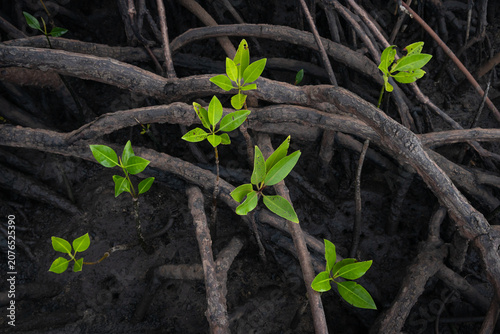 Young mangrove seedlings emerging among exposed aerial roots in a healthy tropical mangrove forest ecosystem.