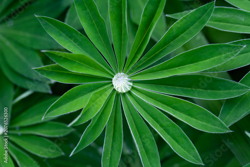 Macro close-up of lupine leaves with a drop of water in the center.
